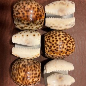 Shell napkin holders